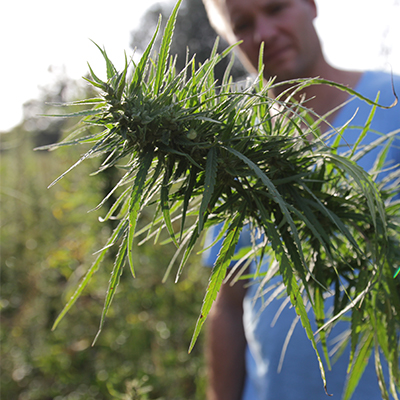 papilo-cbd-products-oil-about-us-gallery-04