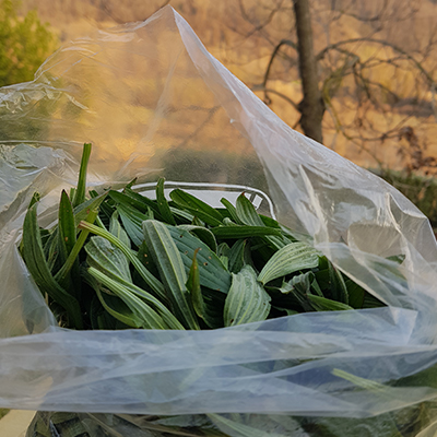 papilo-cbd-products-oil-about-us-gallery-28